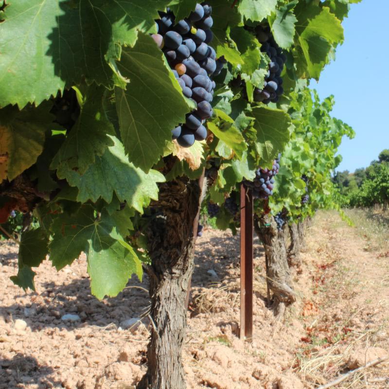 Domaine Clos de Caveau