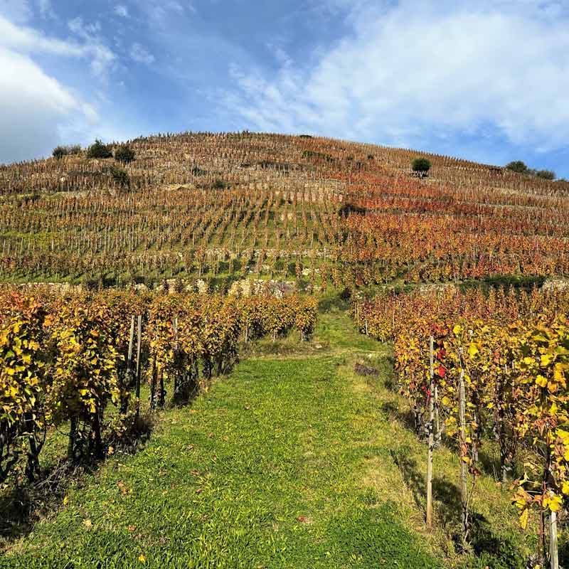 Domaine Garon