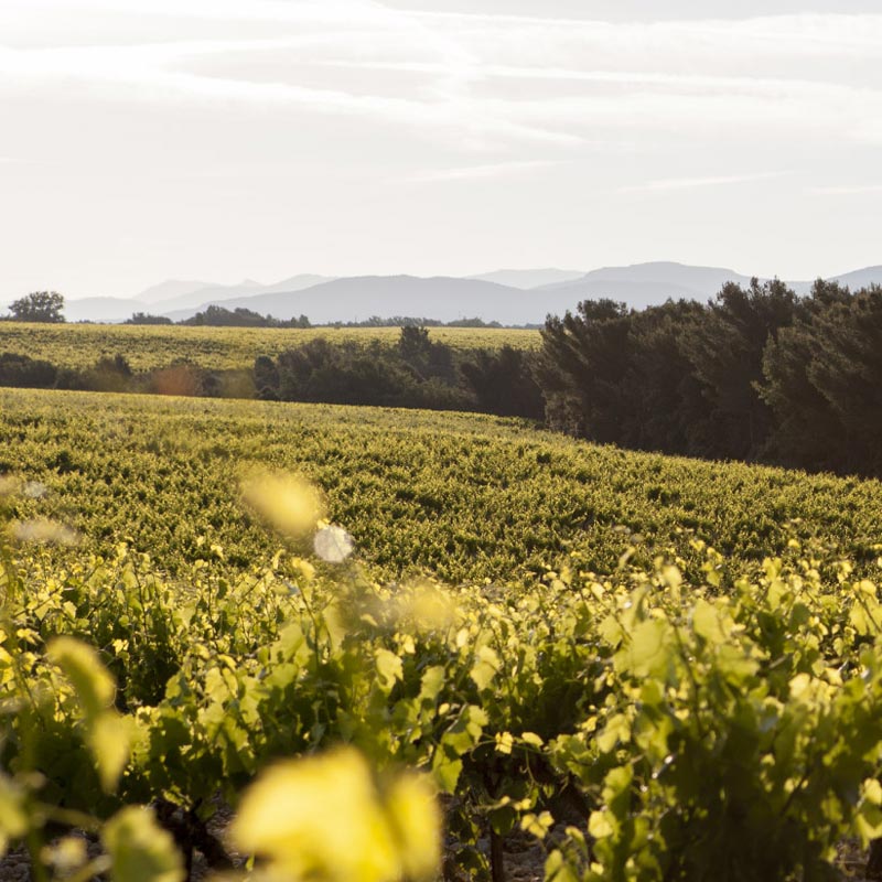 Domaine La Florane