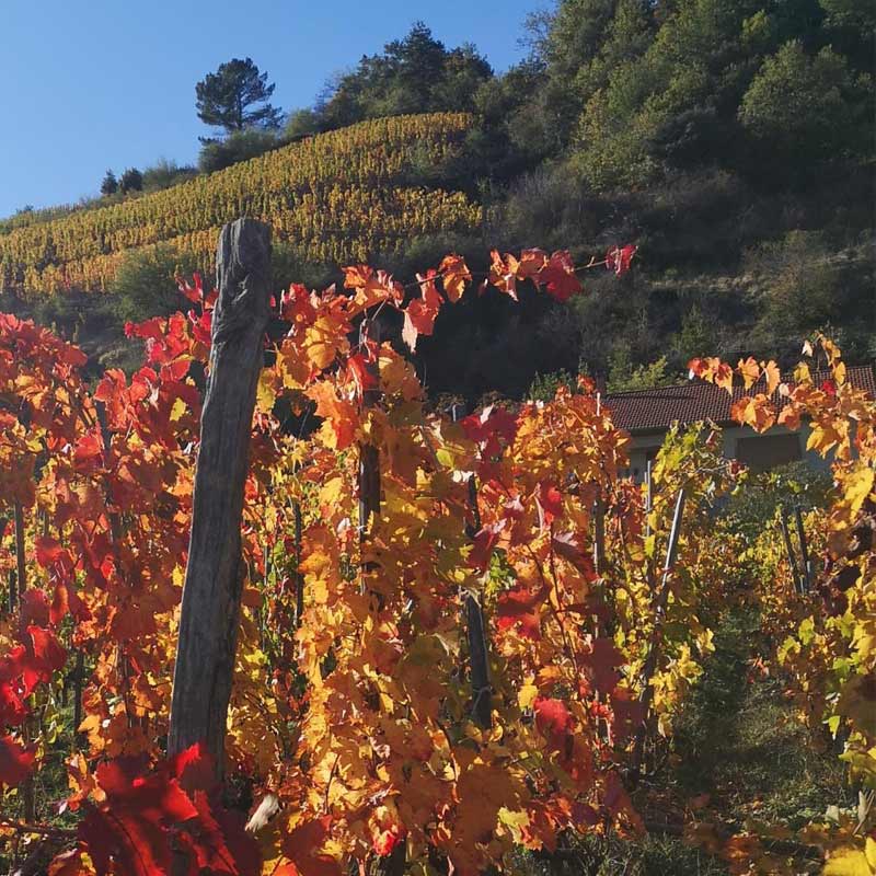 Domaine Lemanicier