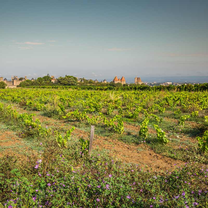 Collection Languedoc Roussillon Vinologues